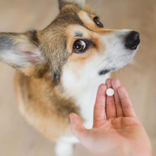How to Treat Yeast Infection in Dog's Paws? Best Treatments