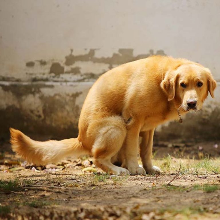 Giardia in Dogs Causes, Symptoms, Treatment, and More