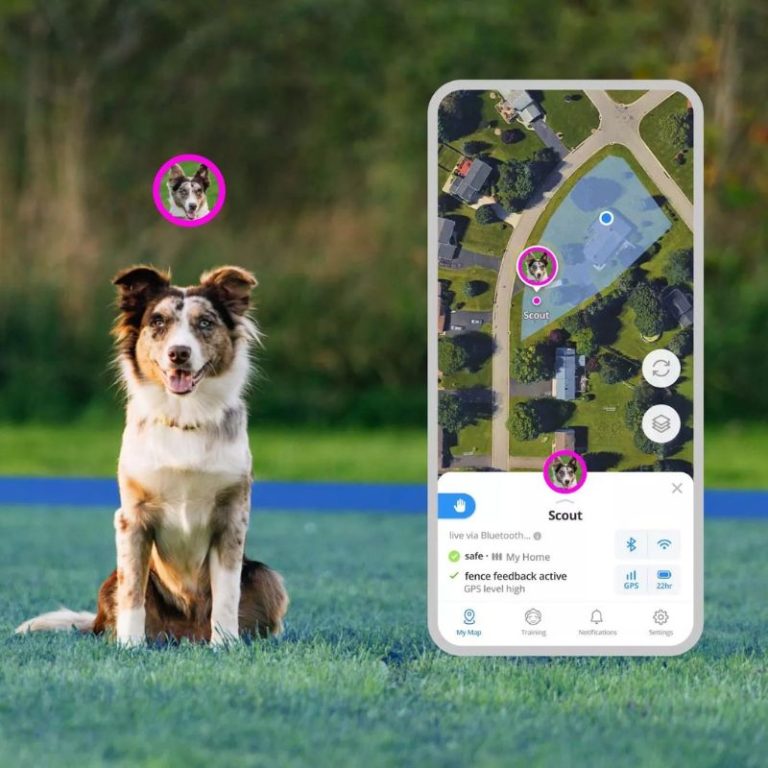 6 Best GPS Dog Fences (I Tested it All in December 2023)