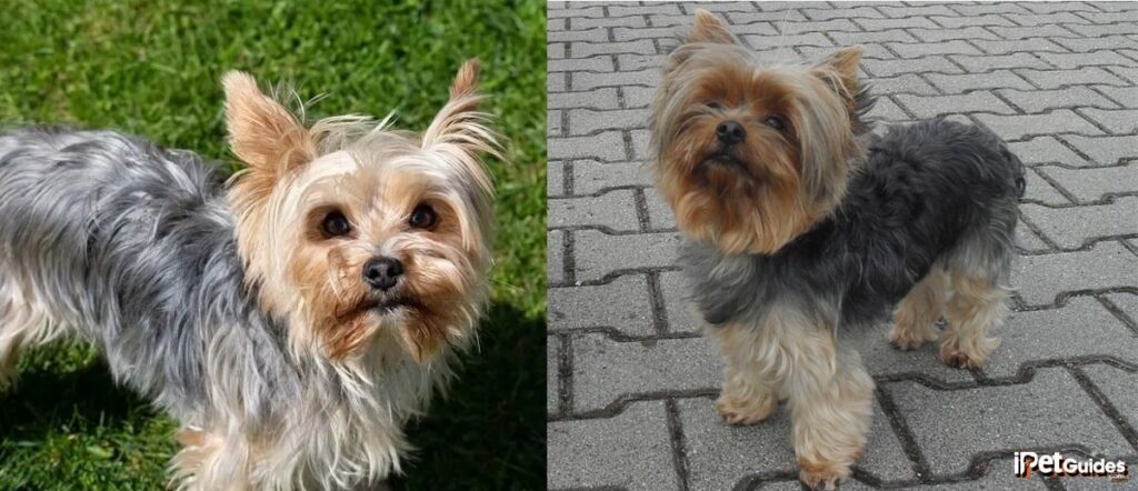 7+ Rarest Yorkie Colors You Must Want to See (With Pictures)